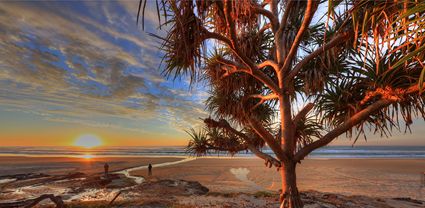 Pandanus Sunrise - Fraser Island - QLD T (PB5D 00 51A1828)